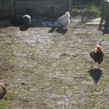 La Petite Cretouffiere - Naturiste - Adult Only Couette-café Colombiers-du-Plessis