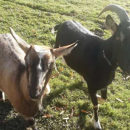 La Petite Cretouffiere - Naturiste - Adult Only Colombiers-du-Plessis