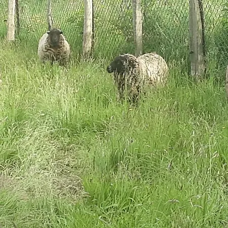 La Petite Cretouffiere - Naturiste - Adult Only *