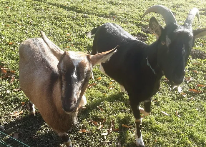 La Petite Cretouffiere - Naturiste - Adult Only Colombiers-du-Plessis